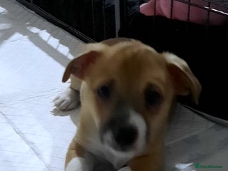 Jack Russell dogs - Advert 10