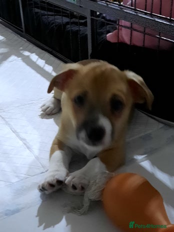 Jack Russell dogs - Advert 14