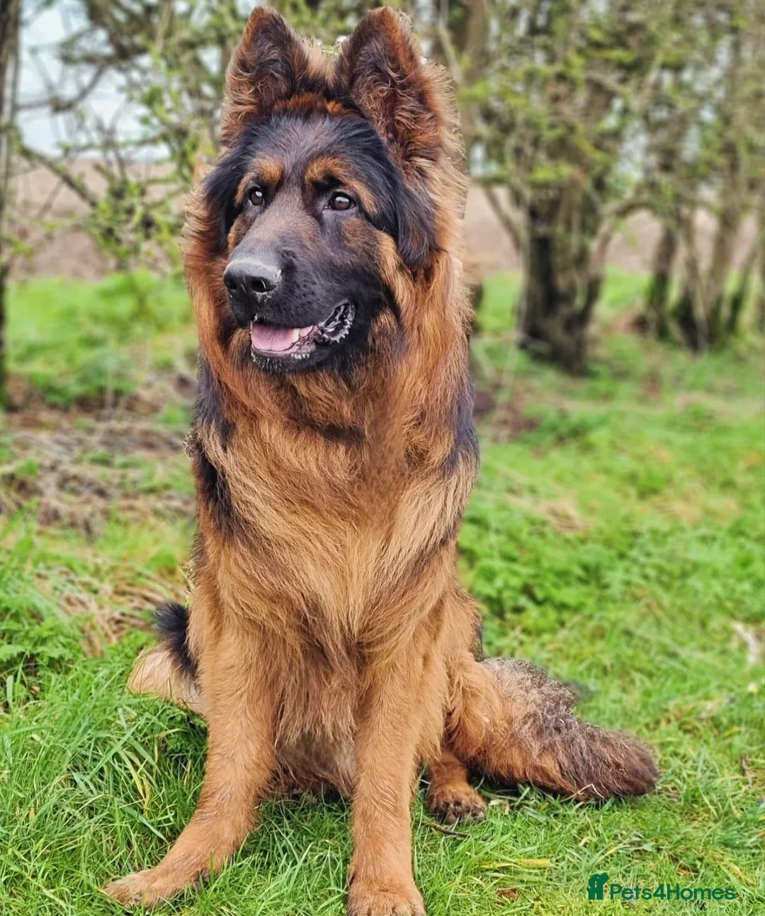 German Shepherd dogs for sale: Outstanding 3 year old KC reg male  - Advert 4
