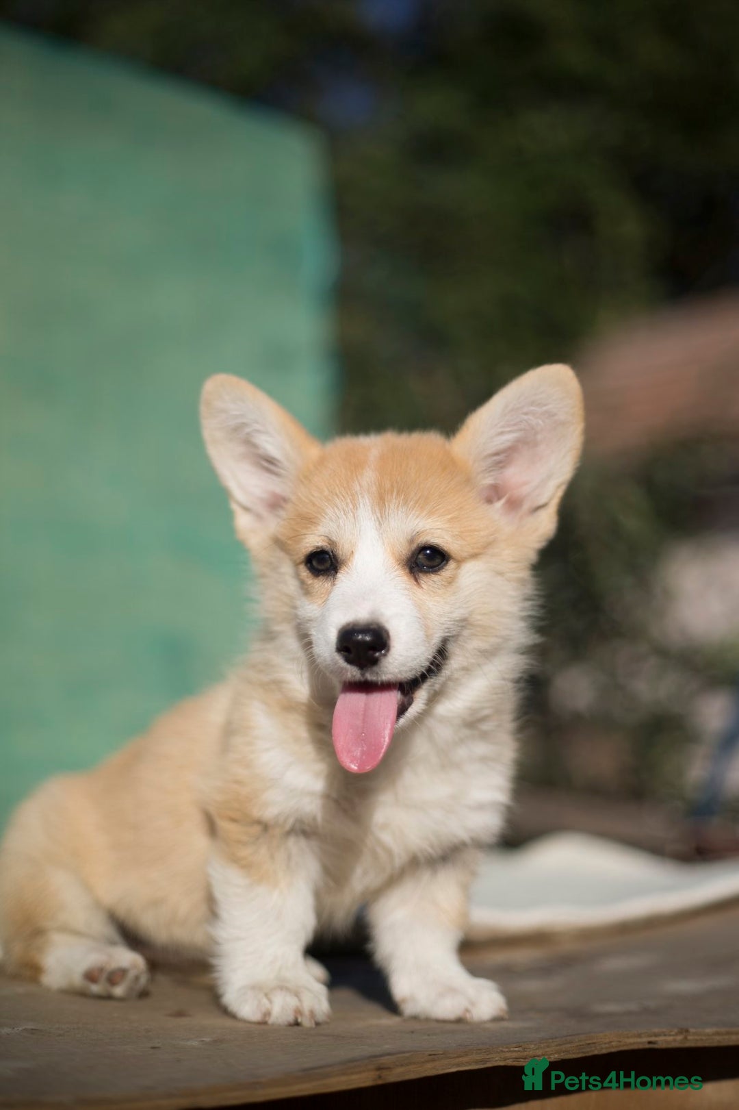 Welsh Corgi Pembroke dogs for sale: Welsh Corgi Pembroke Puppies with Pedigree! - Image 2