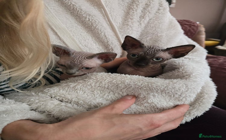 Sphynx cats - Advert 8