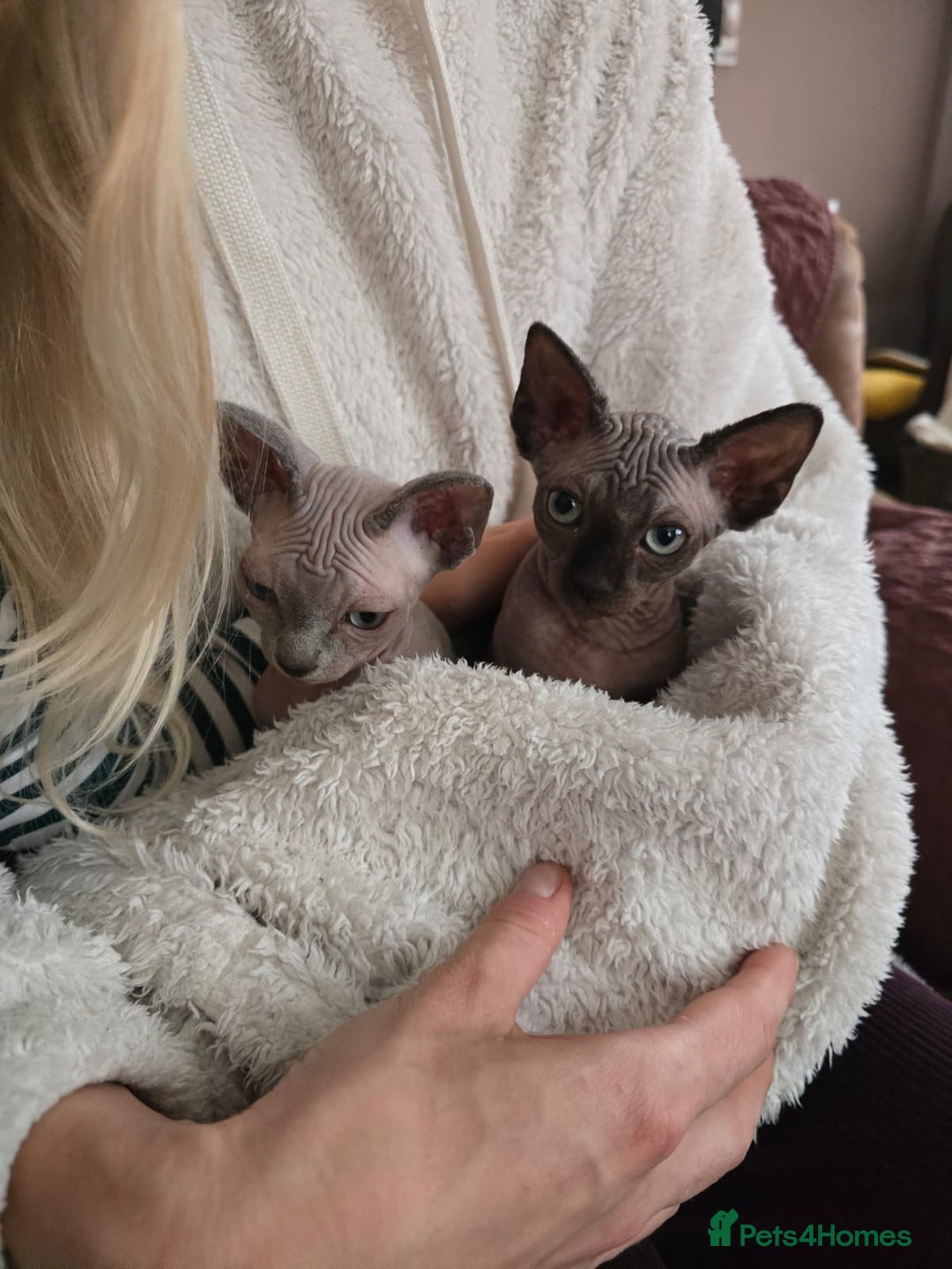 Sphynx cats for sale: 2 Sphynx Girls Ready for Forever Homes - Image 1