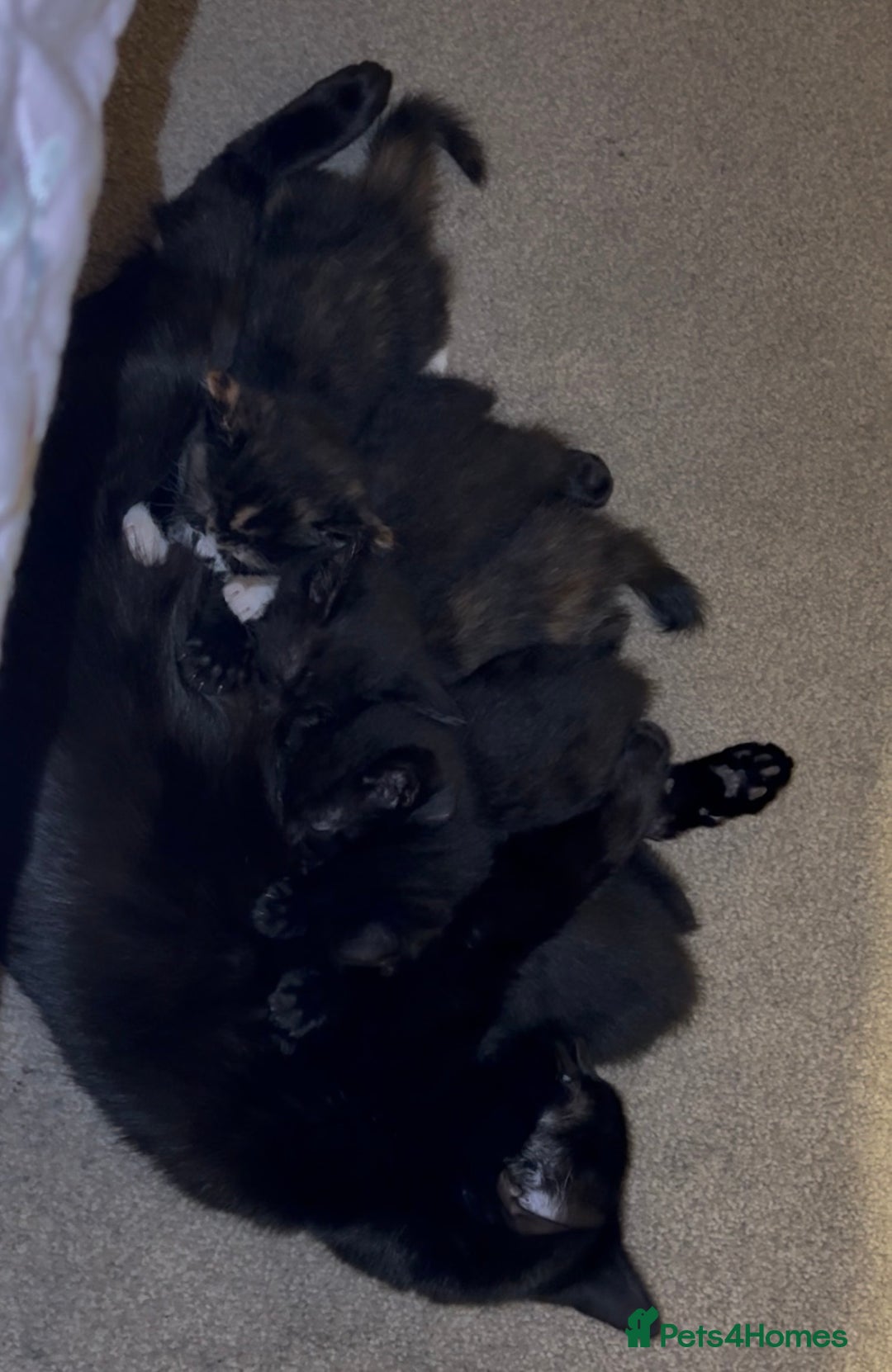 Mixed Breed cats for sale: Stunning Calico Kitten - Advert 3