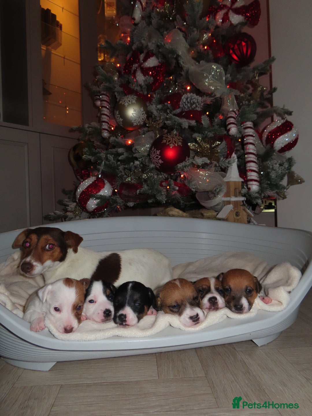 Jack Russell dogs for sale: 🐾 Traditional Jack Russel puppies 🐾 - Advert 5
