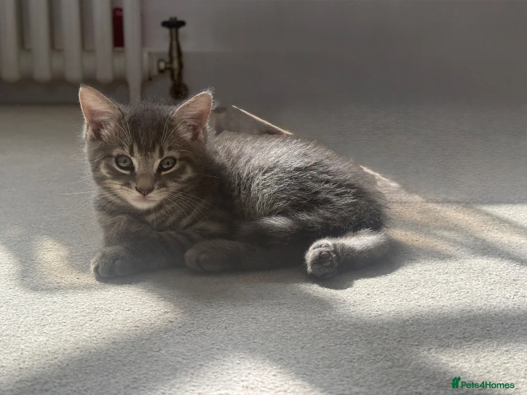 Mixed Breed cats for sale: 4 Kittens Looking for Their Forever Homes 🐾 - Advert 21