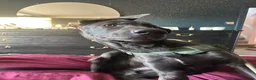Mixed Breed dogs for sale: GORGEOUS GERMAN SHEPHERD x GREAT DANE MIX - Advert 7