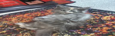Mixed Breed Kitten 2