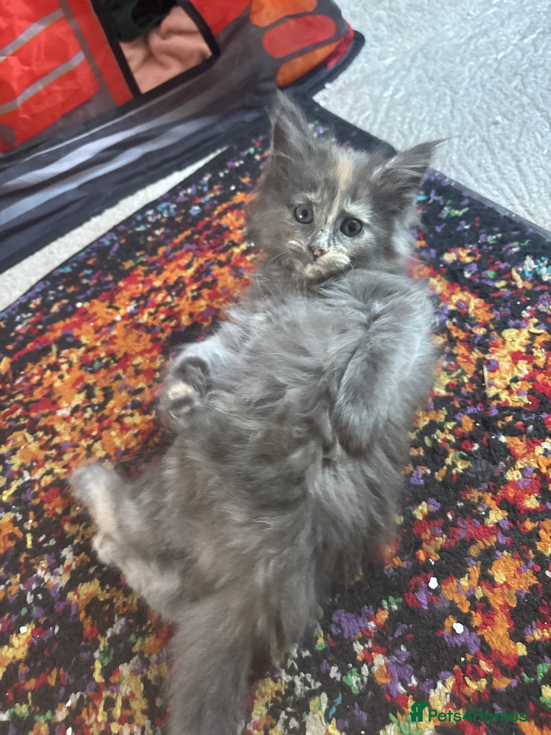 Mixed Breed cats for sale: Half Main Coon Kittens  - Advert 2