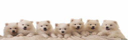 Samoyed dogs for sale: Female Chunky Pedigree Samoyeds Avaliable  - Advert 7