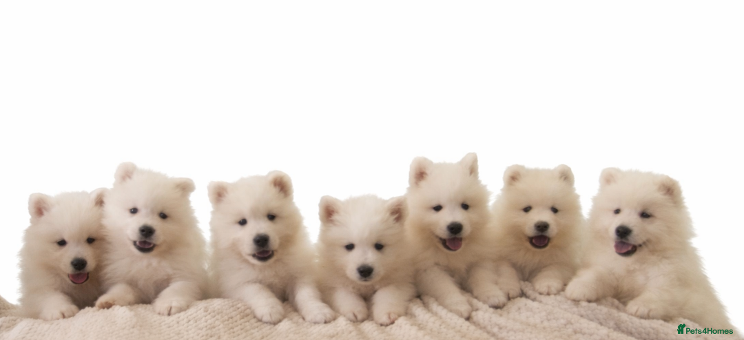 Samoyed dogs for sale: Female Chunky Pedigree Samoyeds Avaliable  - Advert 7