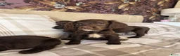 Cocker Spaniel dogs for sale: Lovely Cocker Spaniel puppies  - Advert 4