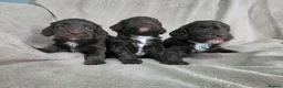 Cockapoo dogs for sale: F1 Chocolate Cockapoos. DNA Health Tested - Advert 18