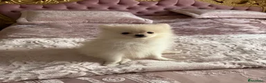 Pomeranian 2