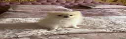 Pomeranian dogs for sale: 🐾 Gorgeous White Pomeranian Puppies - Advert 2