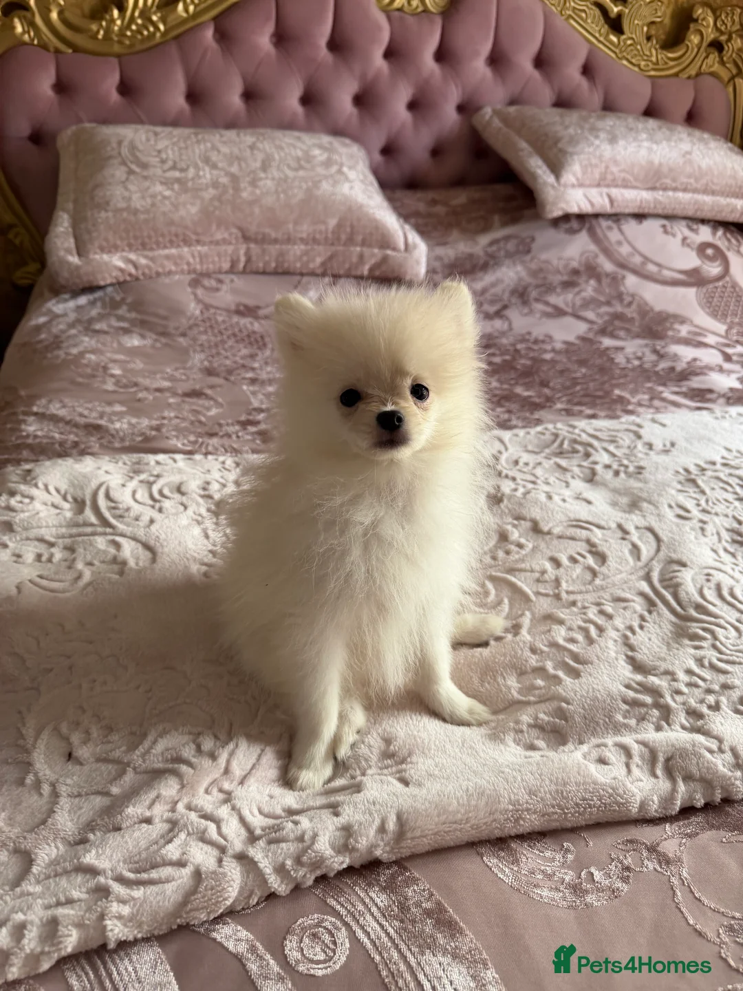 Pomeranian dogs for sale: 🐾 Gorgeous White Pomeranian Puppies - Advert 2