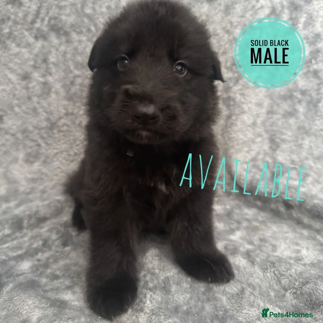 German Shepherd dogs for sale: German shepherd pups - Advert 5