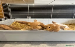 Mini Lop rabbits for sale: Mini lop babies for sale. Ready October 18th - Image 24