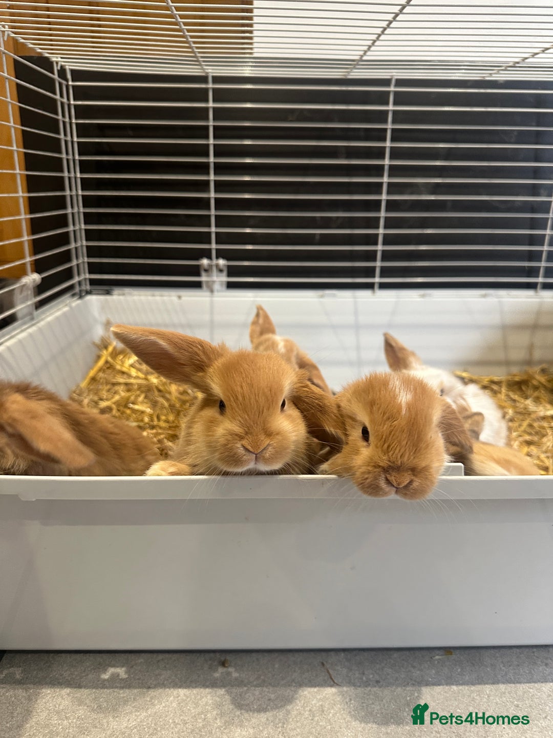 Mini Lop rabbits for sale: Mini lop babies for sale. Ready October 18th - Image 24