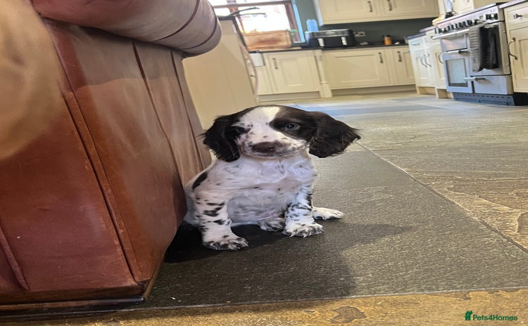 Sprocker dogs - Advert 8