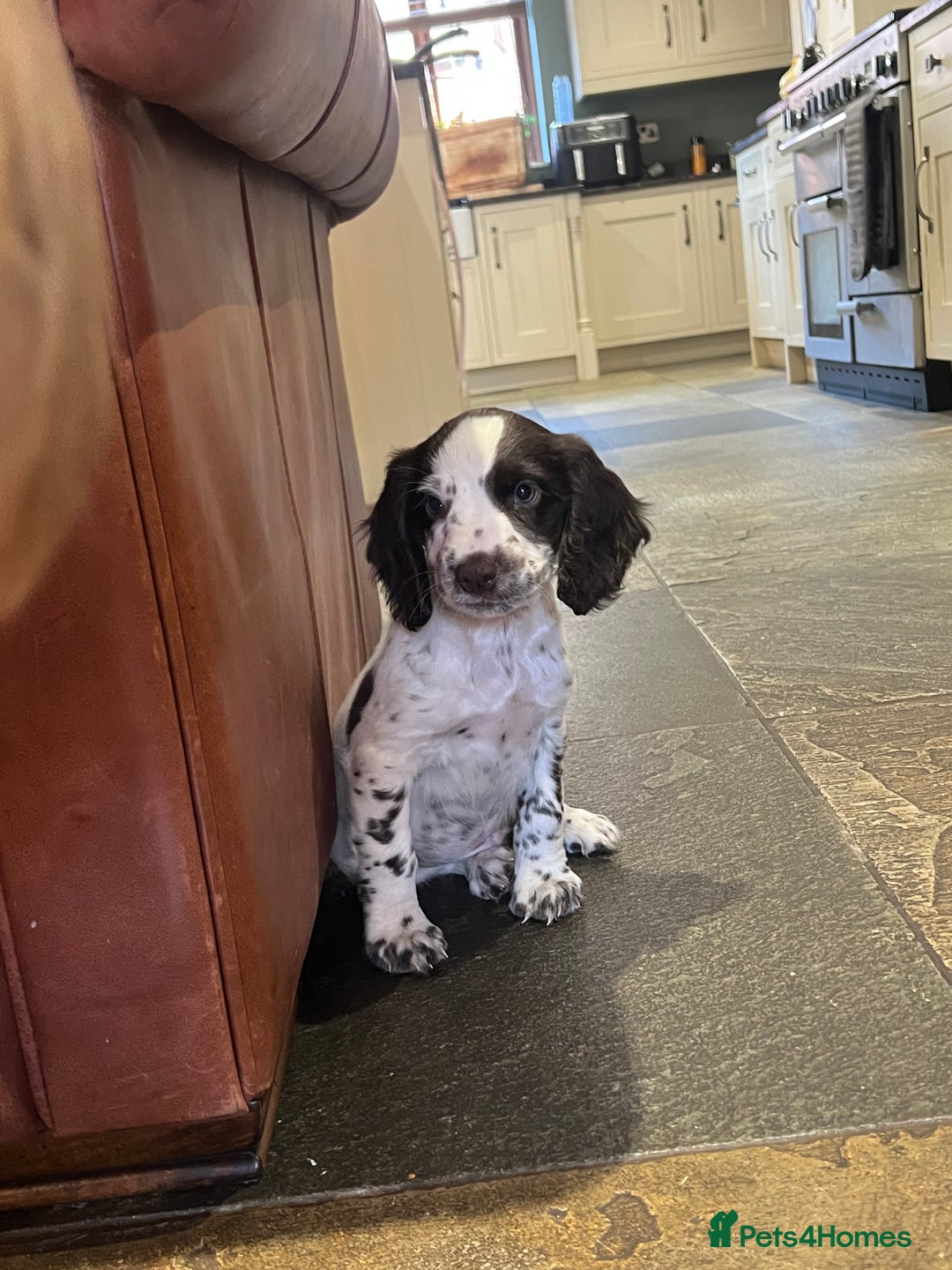 Sprocker dogs for sale: Lovely litter of Sprockers  - Image 1