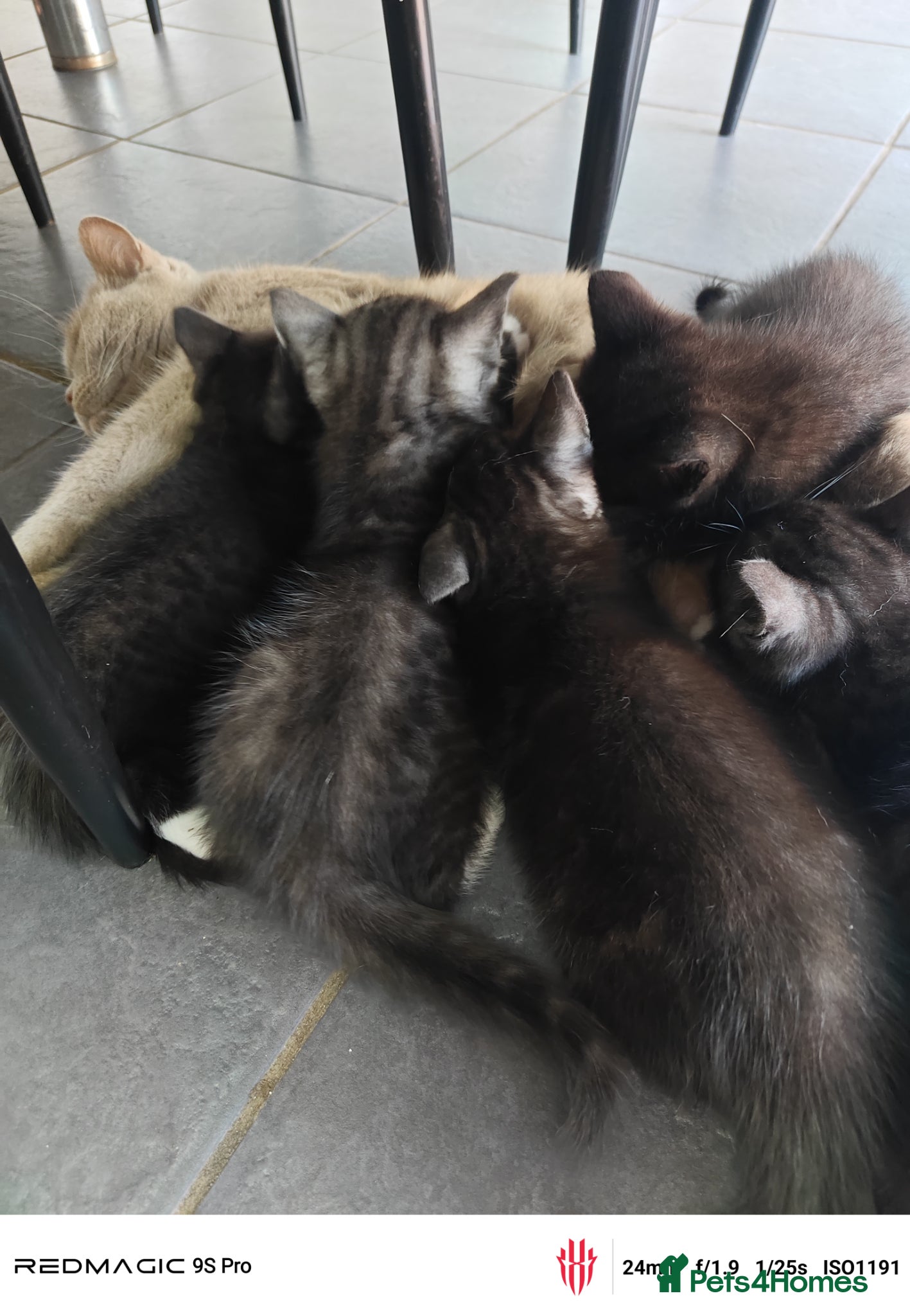 British Shorthair cats for sale: Mixed British Short hair - Advert 4