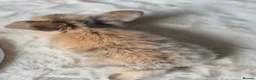 Mixed Breed rabbits for sale: Gorgeous bunnies for sale - Advert 31