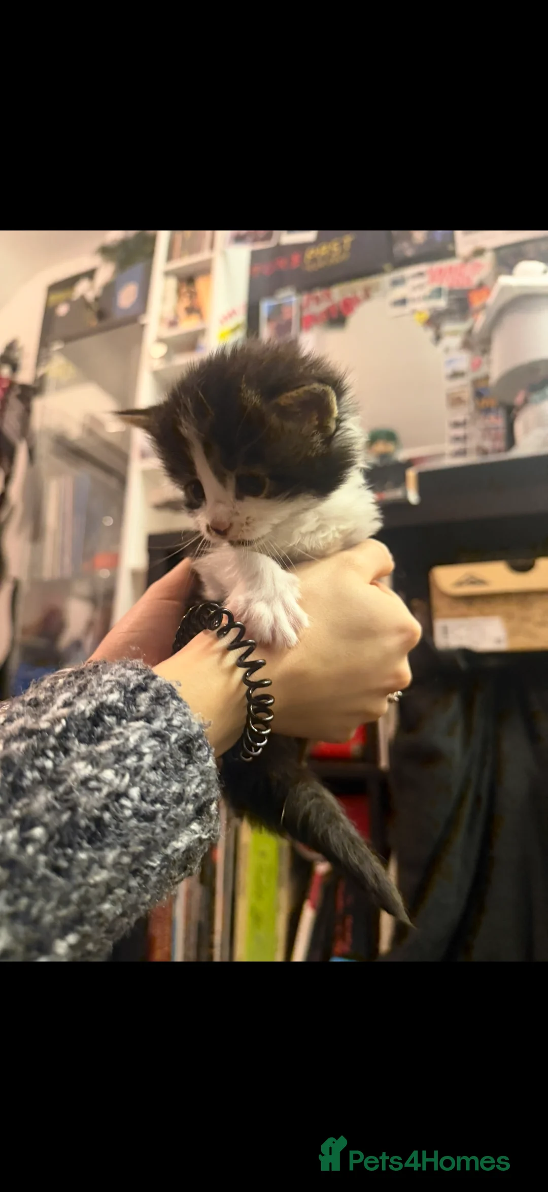 Maine Coon cats for sale: Maine Coon X Kittens - Advert 12