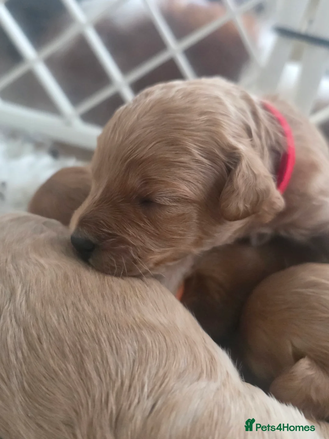 Cavapoo dogs for sale: F1B Toy Cavapoo Puppies - Advert 16