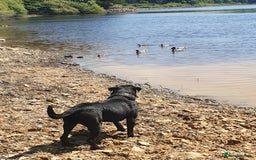 Cane Corso dogs for stud: Cane corso stud - Image 9