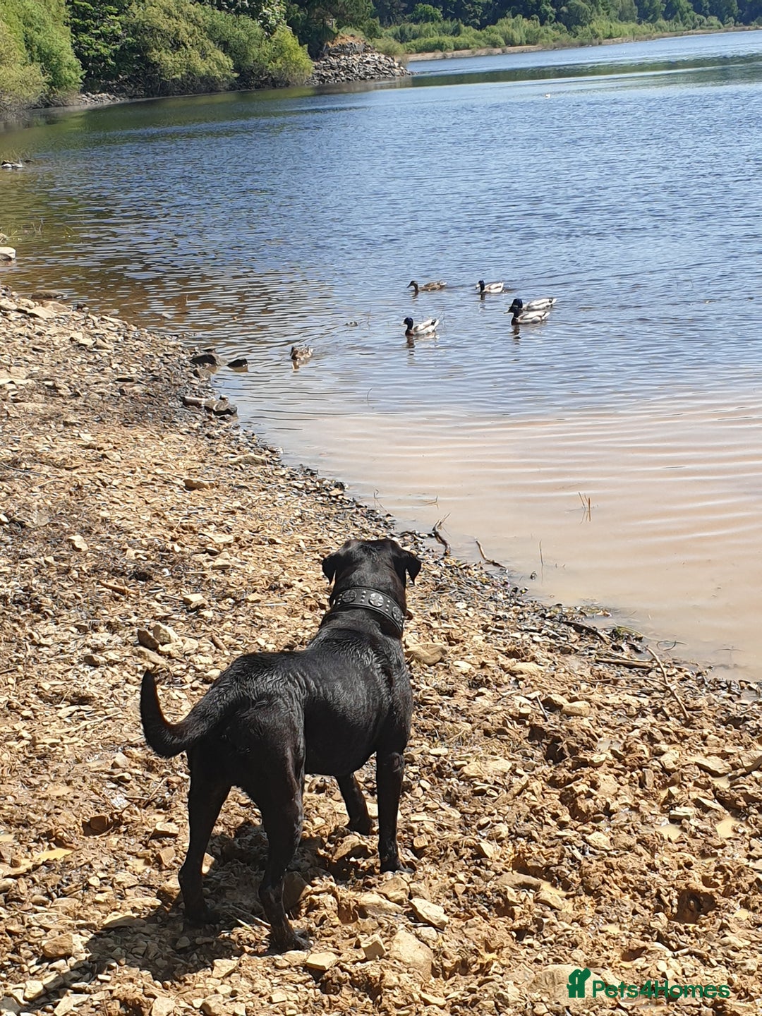 Cane Corso dogs for stud: Cane corso stud - Image 9