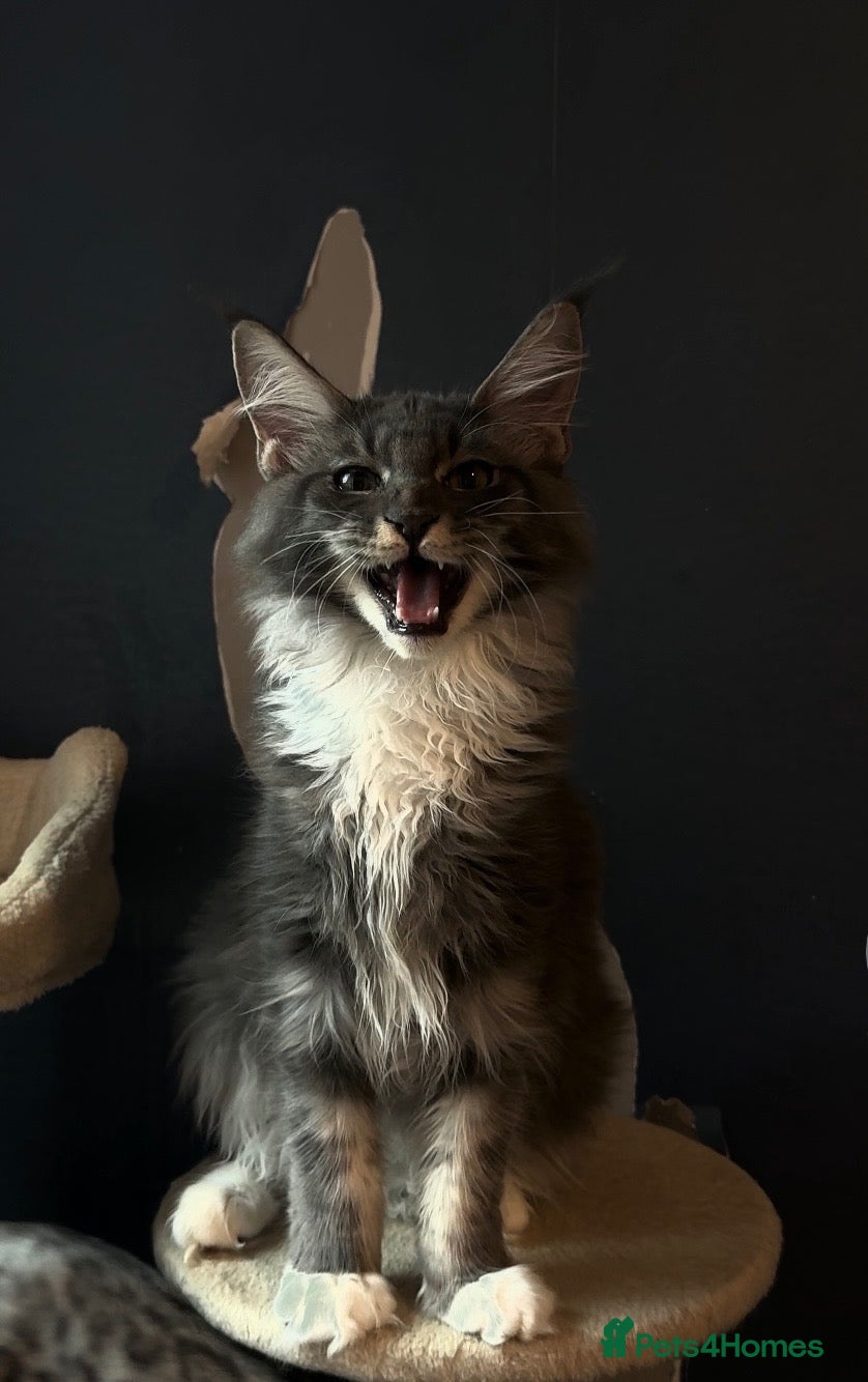 Maine Coon cats XXL Maine Coon kitten - Advert 5