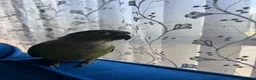 Conures birds for sale: 5 months old baby conure - hand tame  - Advert 6