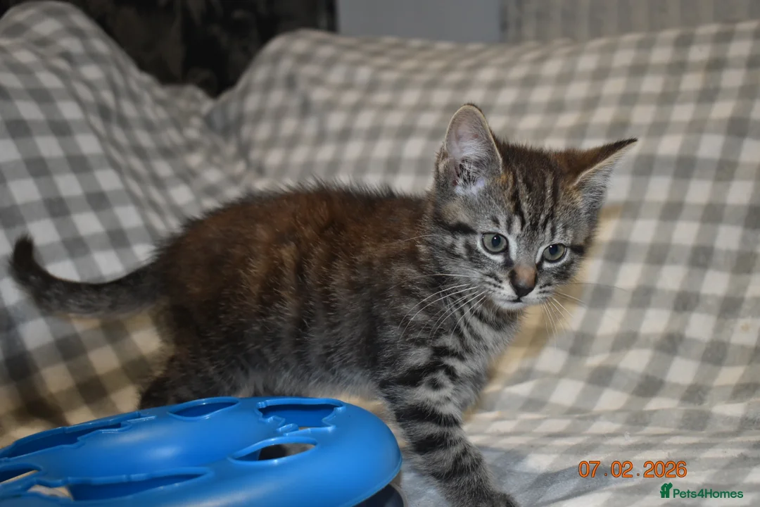 Mixed Breed cats for sale: 3 kittens for sale  - Advert 12