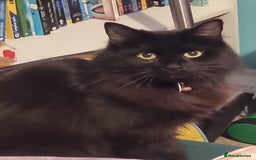 Mixed Breed cats for sale: Beautiful 3 year old female long hair domestic cat - Image 1