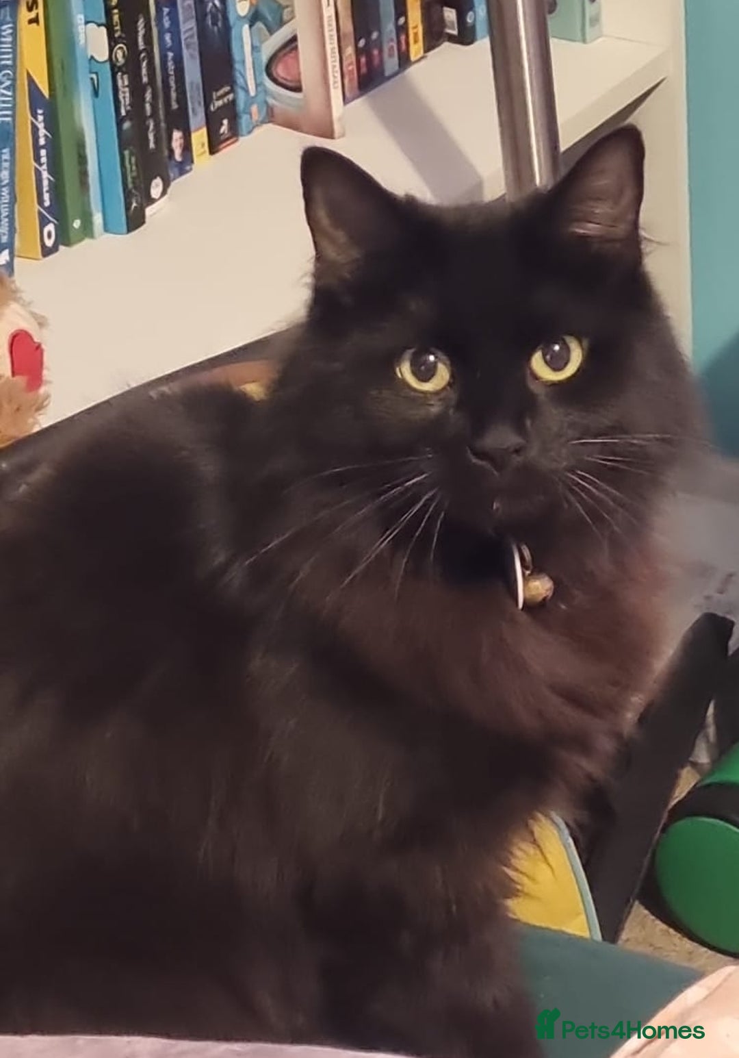Mixed Breed cats for sale: Beautiful 3 year old female long hair domestic cat - Image 1