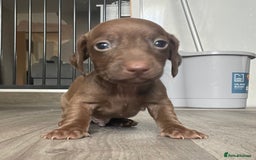 Miniature Dachshund dogs for sale: Smooth haired Miniature dachshunds - Image 12