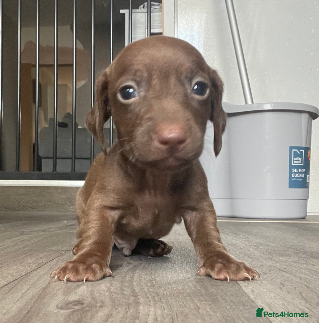 Miniature Dachshund dogs for sale: Smooth haired Miniature dachshunds - Image 12