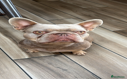 French Bulldog dogs for stud: Frenchie stud  - Image 1