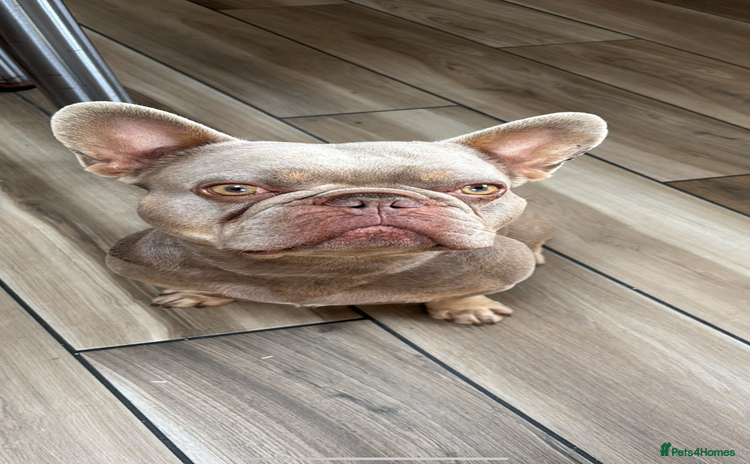 French Bulldog dogs - Advert 1