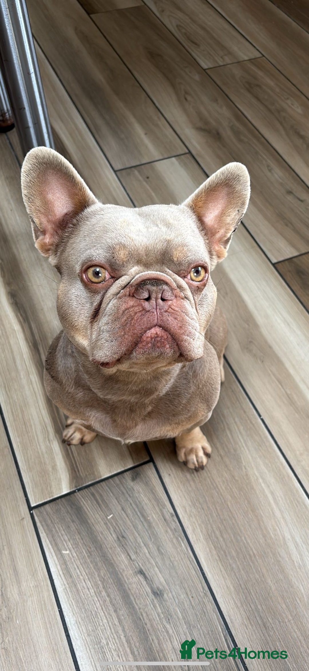 French Bulldog dogs for stud: Frenchie stud  - Image 1