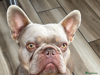 French Bulldog dogs - Advert 15
