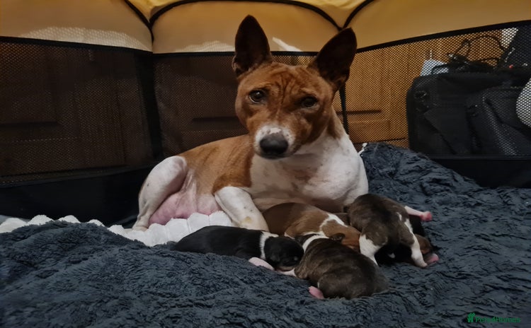 Basenji dogs ✨ Purebred Basenji Puppies Now Available! ✨ - Advert 9