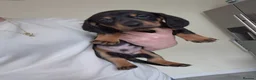 Dachshund dogs for sale: 5 Dachshund puppies available  in Bolton - Advert 6