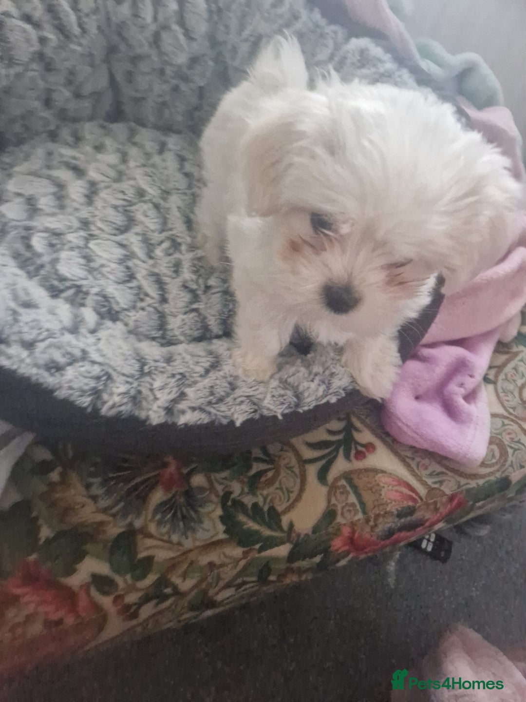 Maltese dogs for sale: Gorgeous baby maltese puppies 🐶 ❤️  - Advert 4