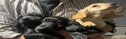 Sprocker dogs for sale: 3 Sprocker pups left!! - Advert 12