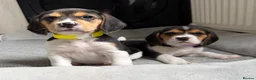 Beagle dogs for sale: Beagle puppies 🐶🐾 - Advert 8