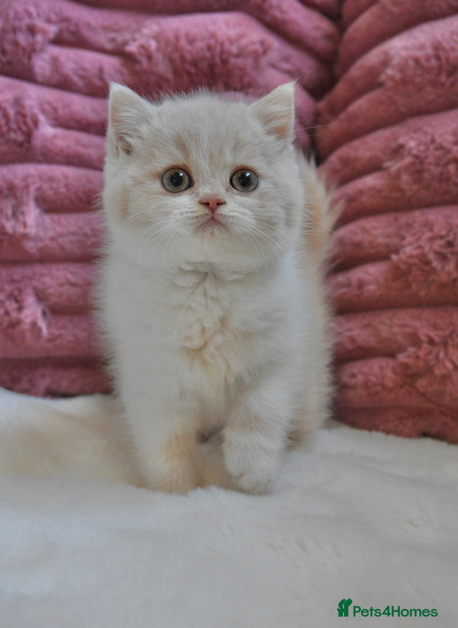 British Shorthair cats for sale: Beautiful British Shorthair kittens  - Advert 2