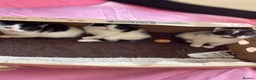 Domestic Shorthair cats for sale: Black and white domestic shorthair kittens - Advert 2