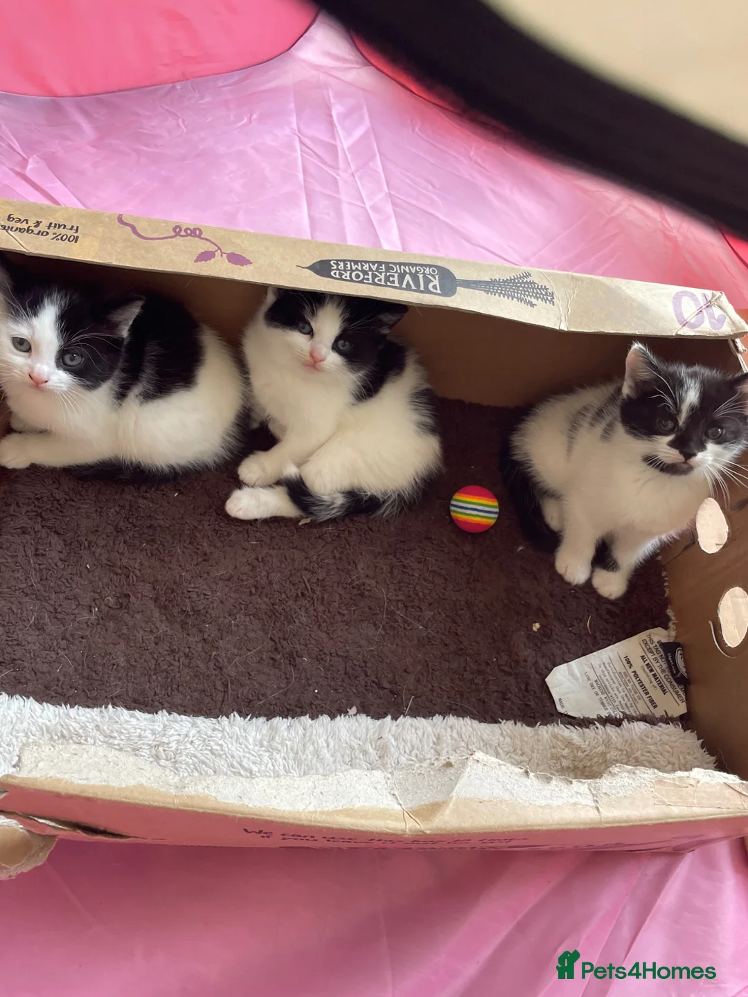 Domestic Shorthair cats for sale: Black and white domestic shorthair kittens - Advert 2
