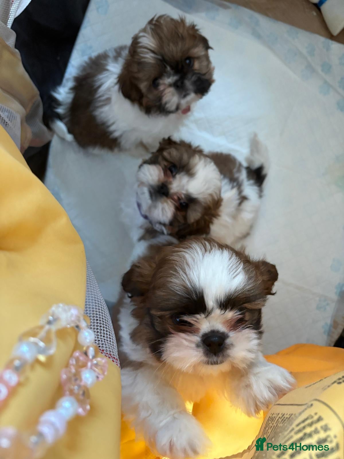 Shih Tzu dogs 3 lovely girl shih tzu puppies  - Advert 2